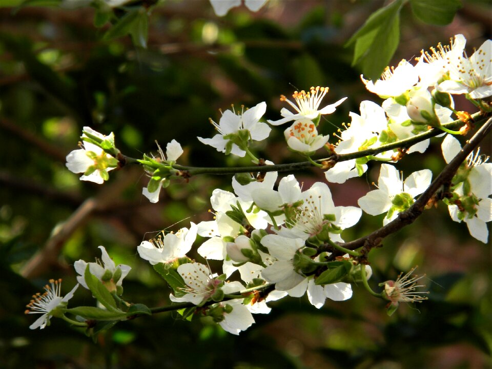 Floral plant spring