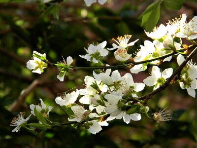 Floral plant spring