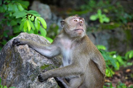 Primate wildlife expressive