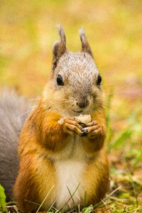 Close up animals cute