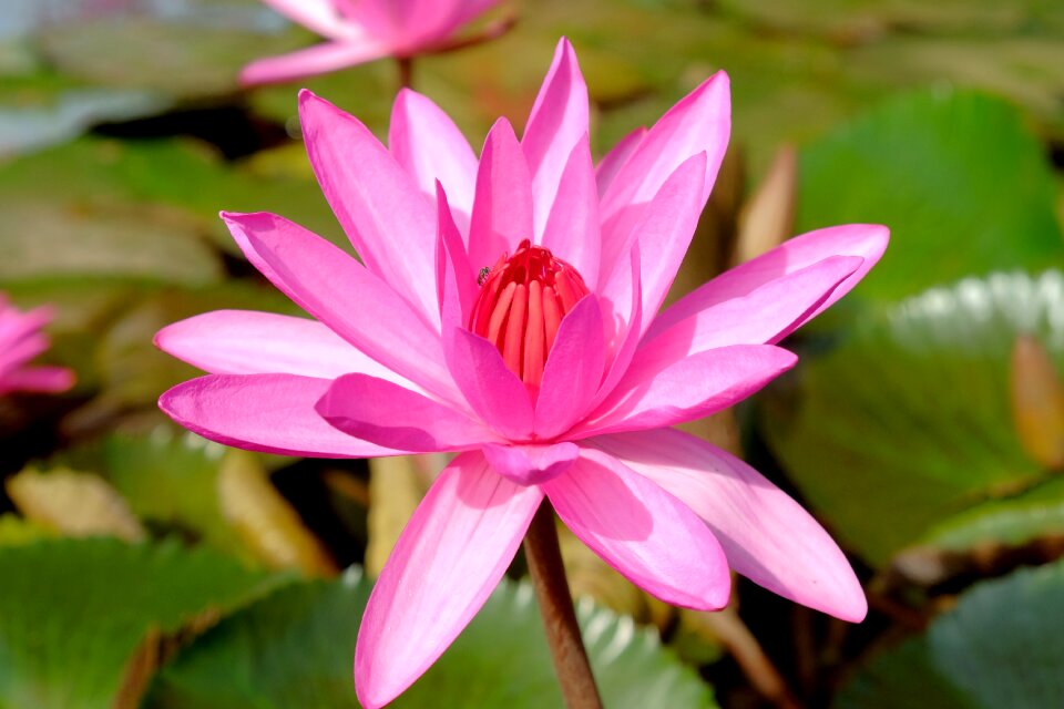Lotus insects pink