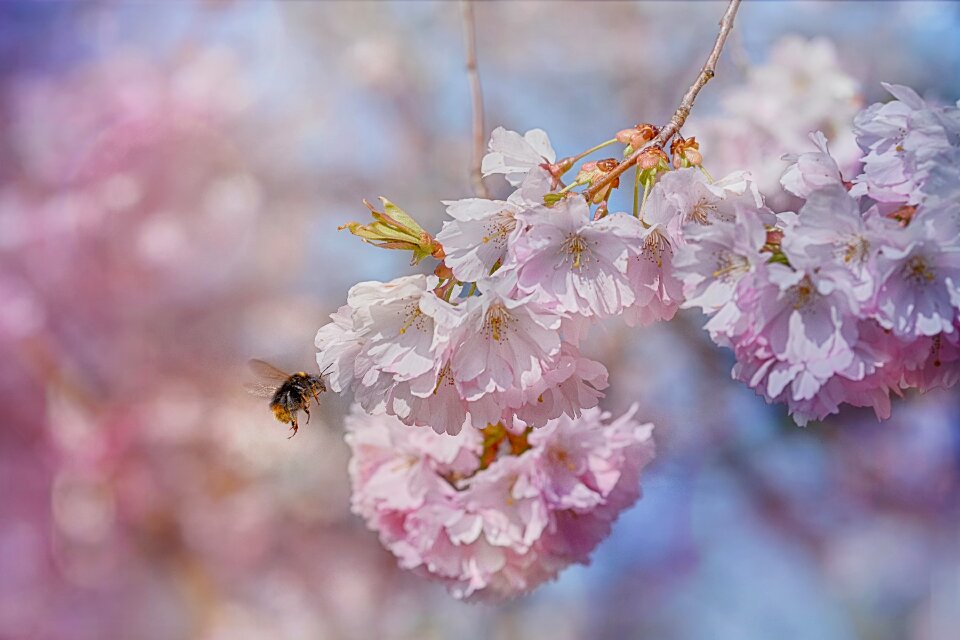 Fruit tree spring awakening honey bee