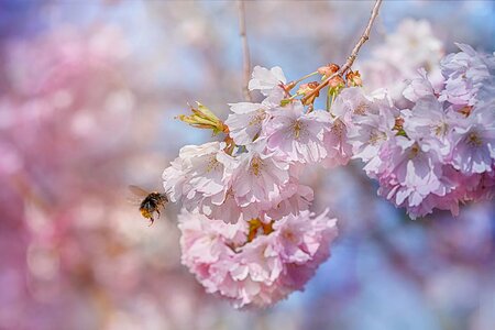 Fruit tree spring awakening honey bee photo