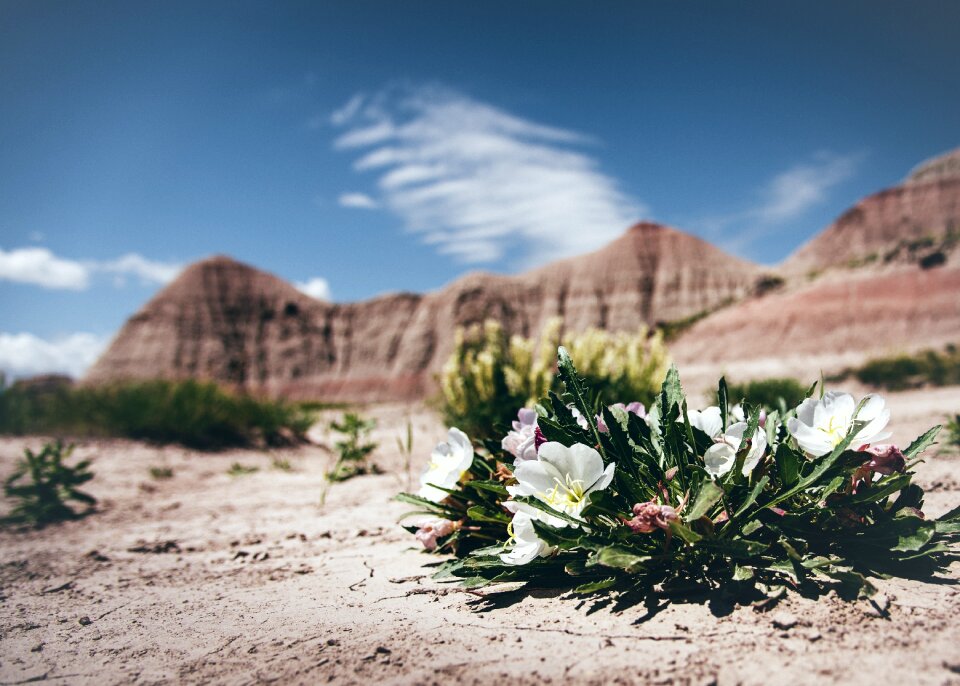 Flora flowers landscape