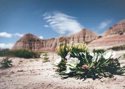 Flora flowers landscape