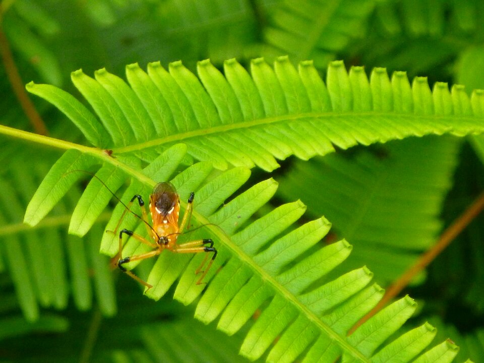 Nature insect plant