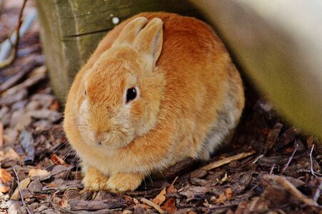 Bunny cute sweet