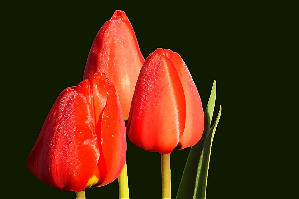 Spring nature bloom