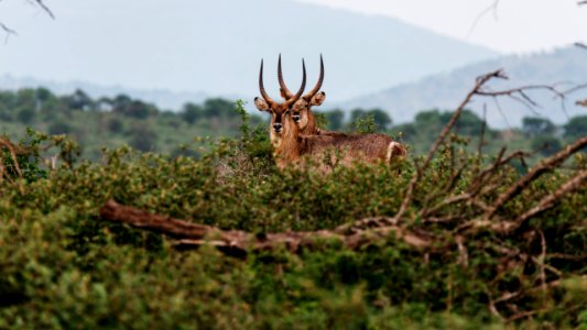 Antelope and brush 
