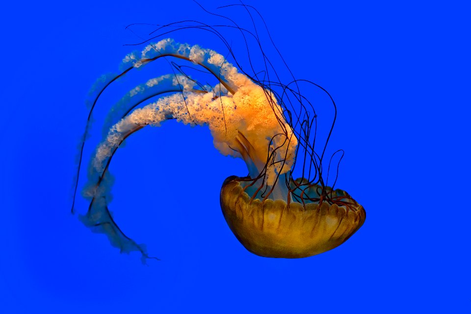 Arc of The Jelyfish 