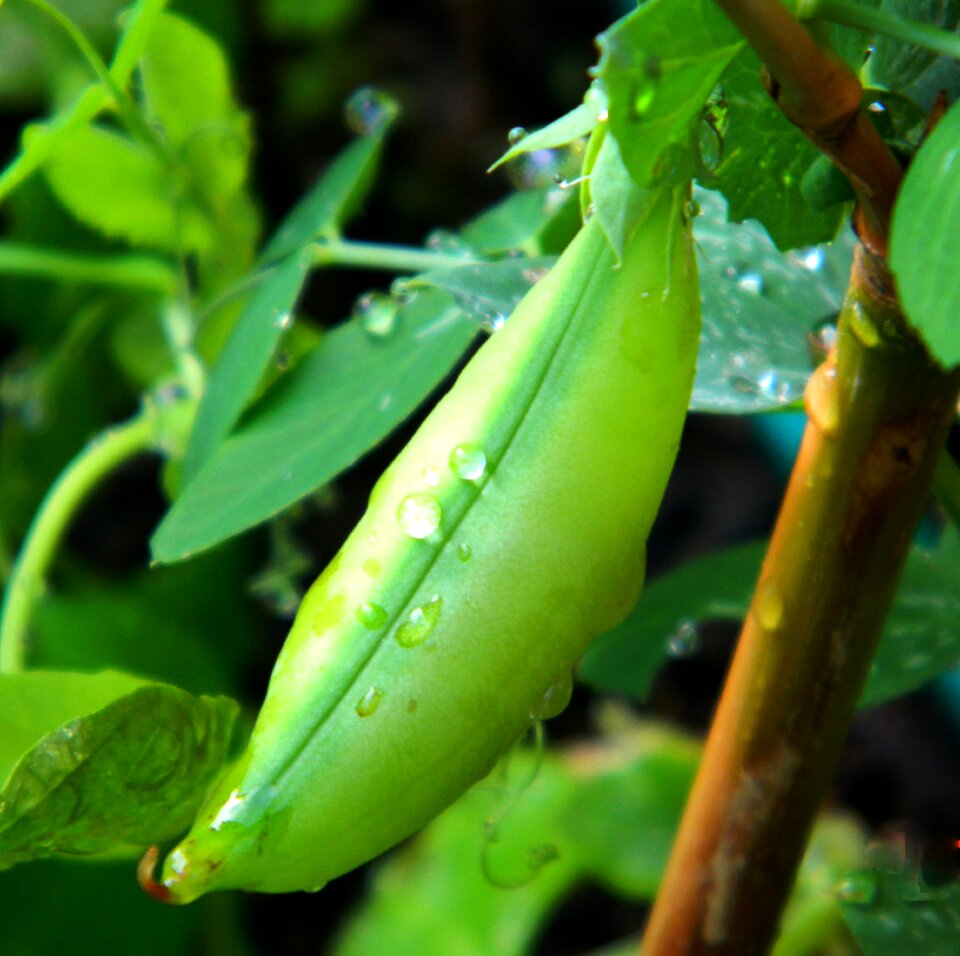 Vegetable green beans food