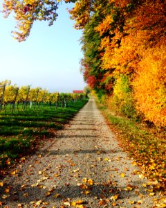 Autumn orchard path photo