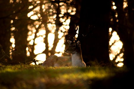 Awoken Deer 