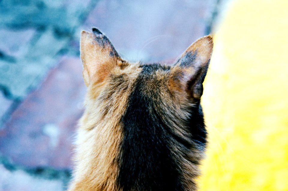 Back of a cat's head 