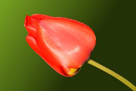 Spring nature bloom