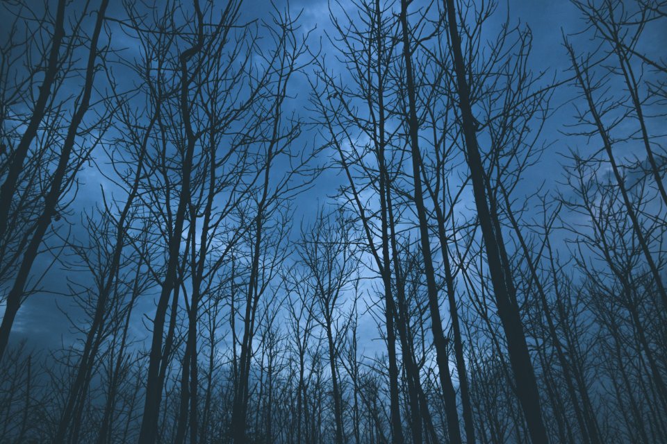 Bare trees at twilight 