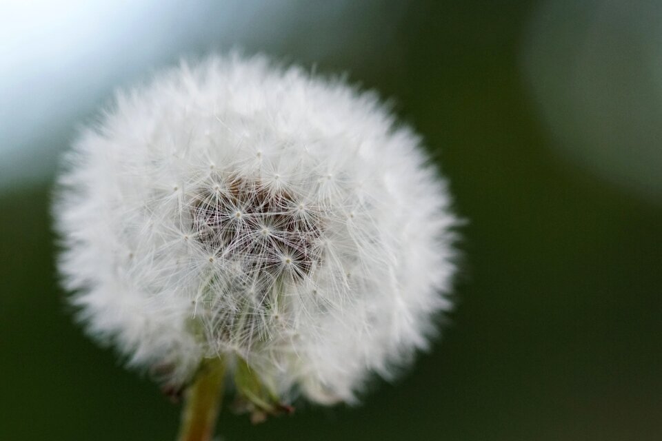 Common dandelion nature spring