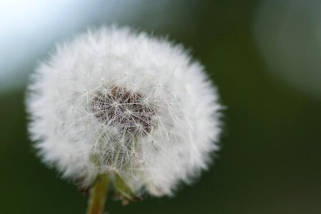 Common dandelion nature spring