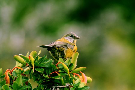 Bird Alone photo