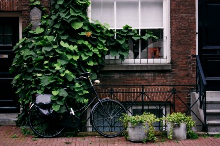 B Ike and plants with brick 