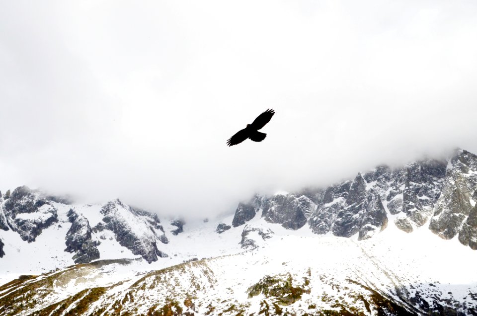 Bird Flying Over Mountains 
