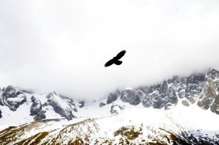 Bird Flying Over Mountains 