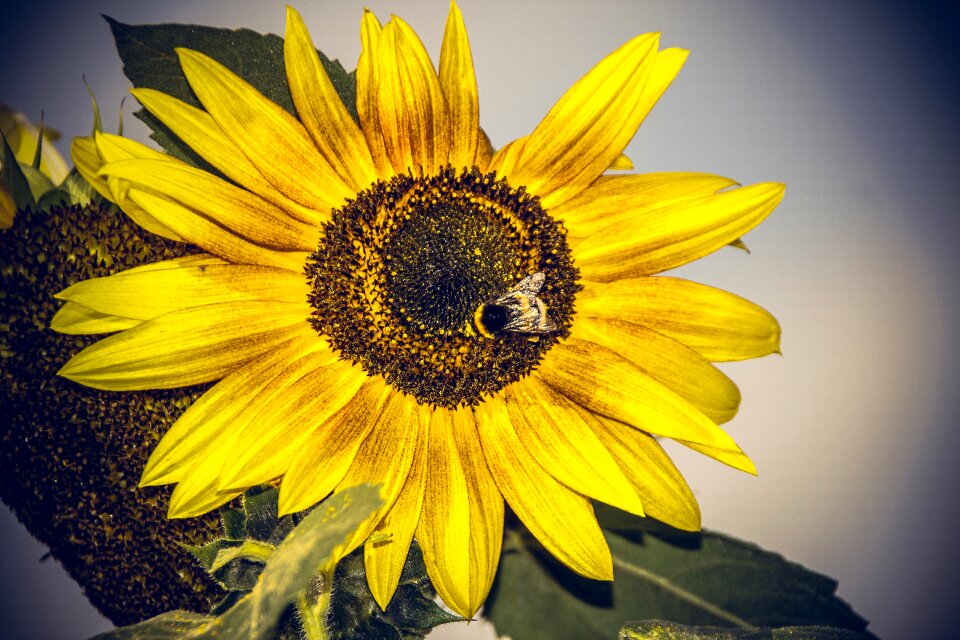 Close up yellow helianthus photo