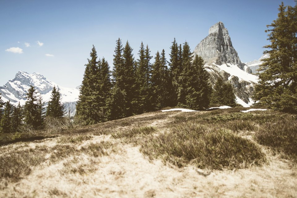 Braunwald 