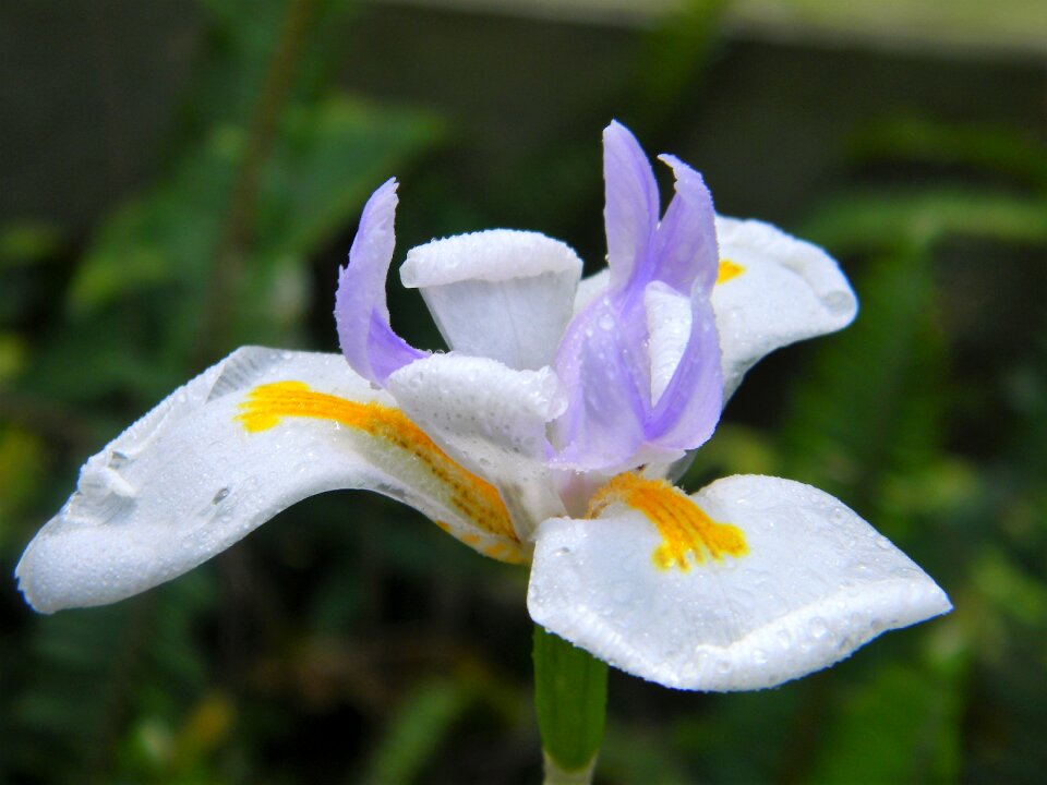 Violet yellow lilac photo