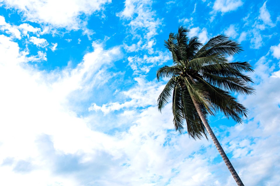 Bright, white clouds 
