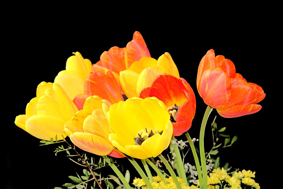 Spring tulip bouquet colorful