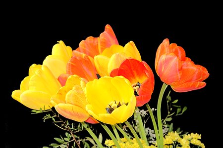 Spring tulip bouquet colorful
