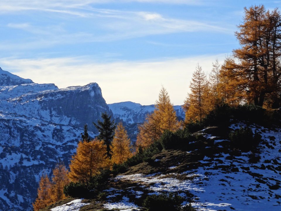 Brown conifers in the snowy mountains 