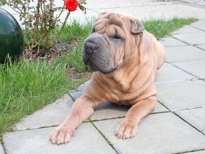 Shar pei chinese breed