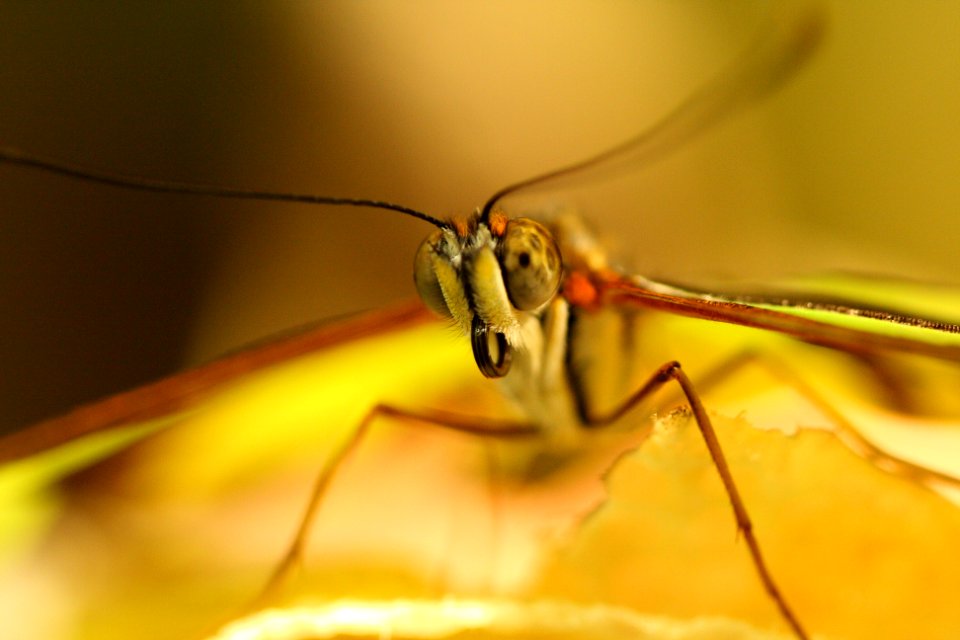 Bug Eyes 