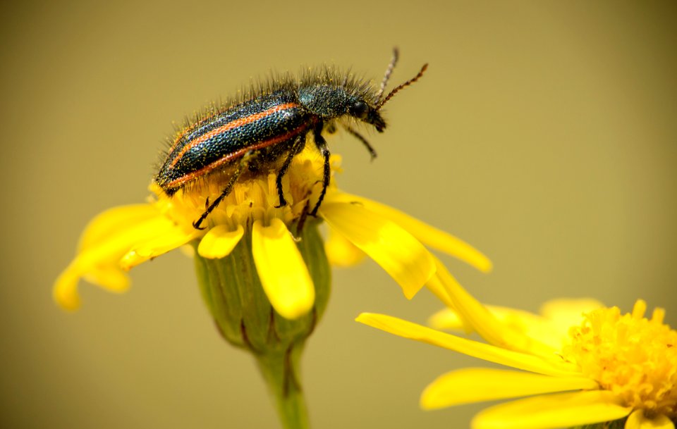 Bug on yellow flowers 