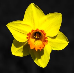 Bloom yellow spring
