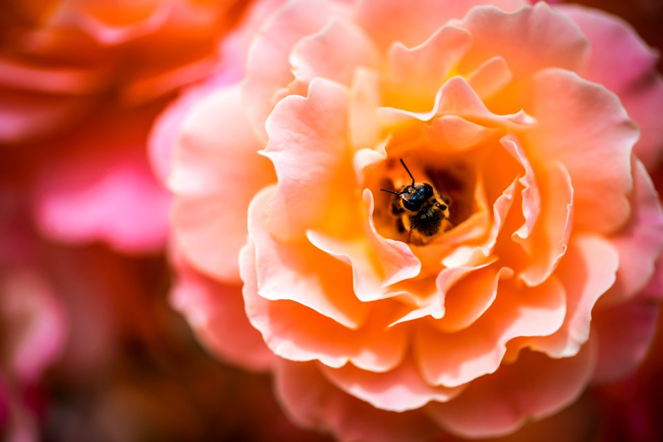 Busy bee in a flower 