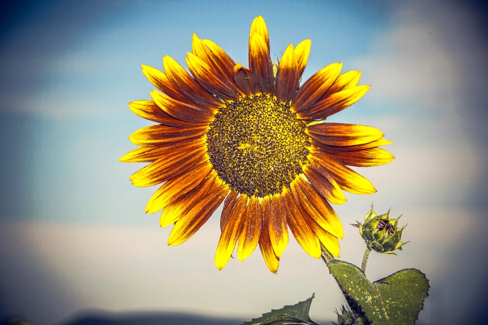 Close up yellow helianthus