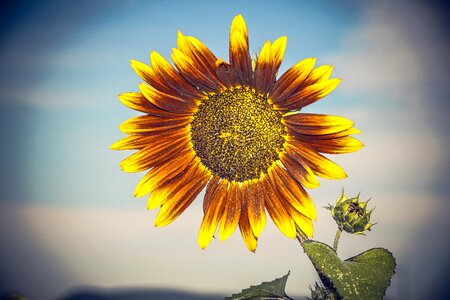 Close up yellow helianthus photo