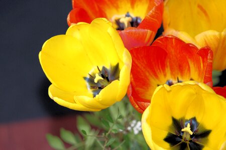 Spring tulip bouquet colorful photo