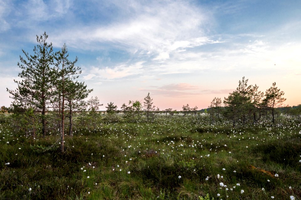 Caroline sada landscape