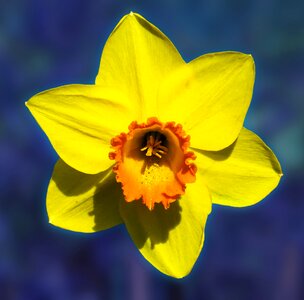 Bloom yellow spring photo
