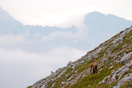 Chamois goat feeding her fawn early morning 
