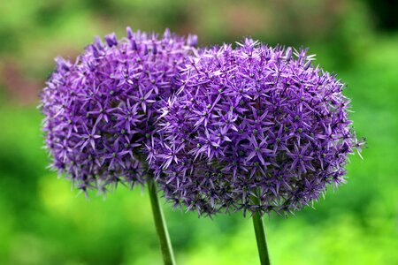 Flower violet spherical