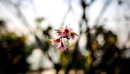 Cherry blossom photo