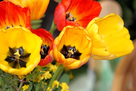 Spring tulip bouquet colorful