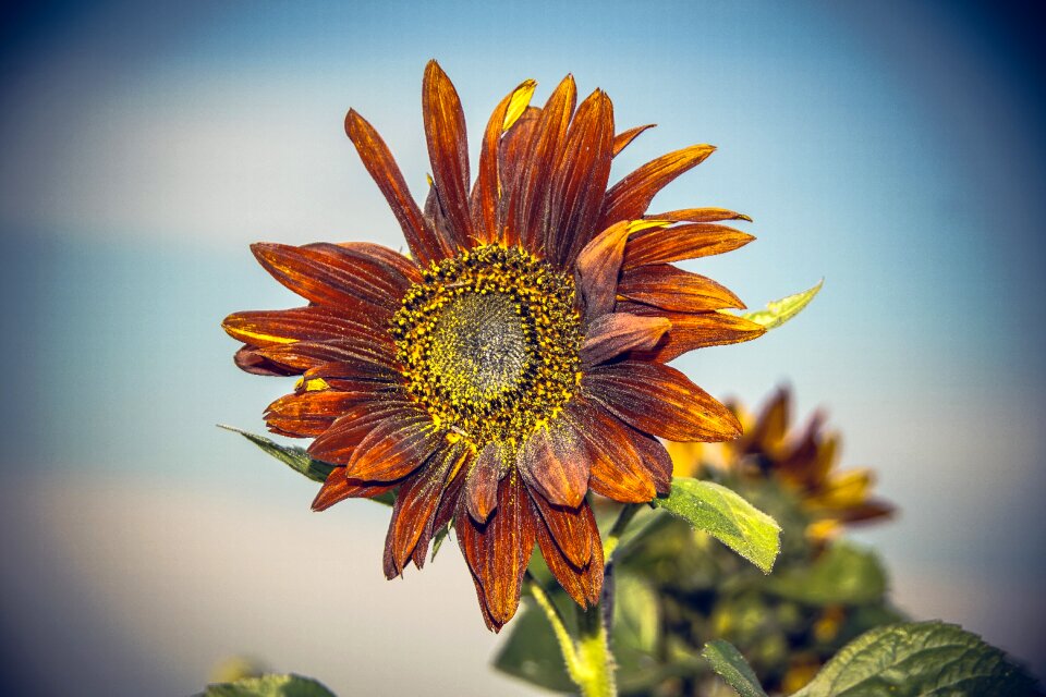 Close up yellow helianthus photo