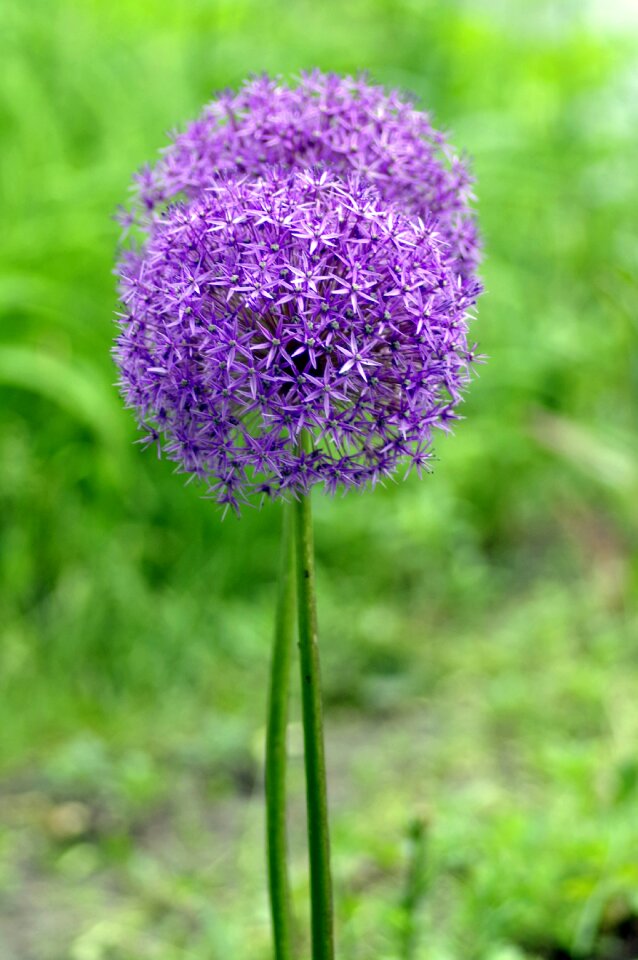 Flower violet spherical