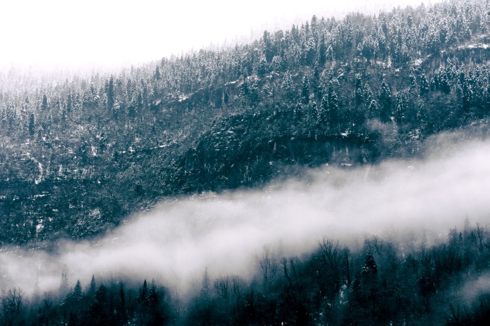 Cloud over a forest 